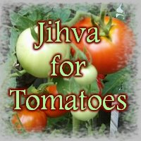 jihva-for-tomatoes.jpg