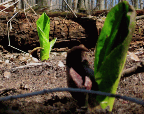 skunk-cabbage-two.gif