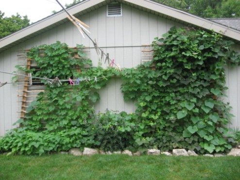 summer-vines-back-of-garage.jpg