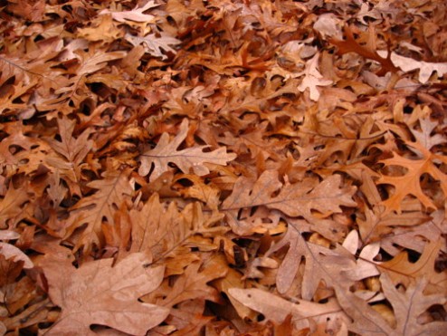 oak-leaves